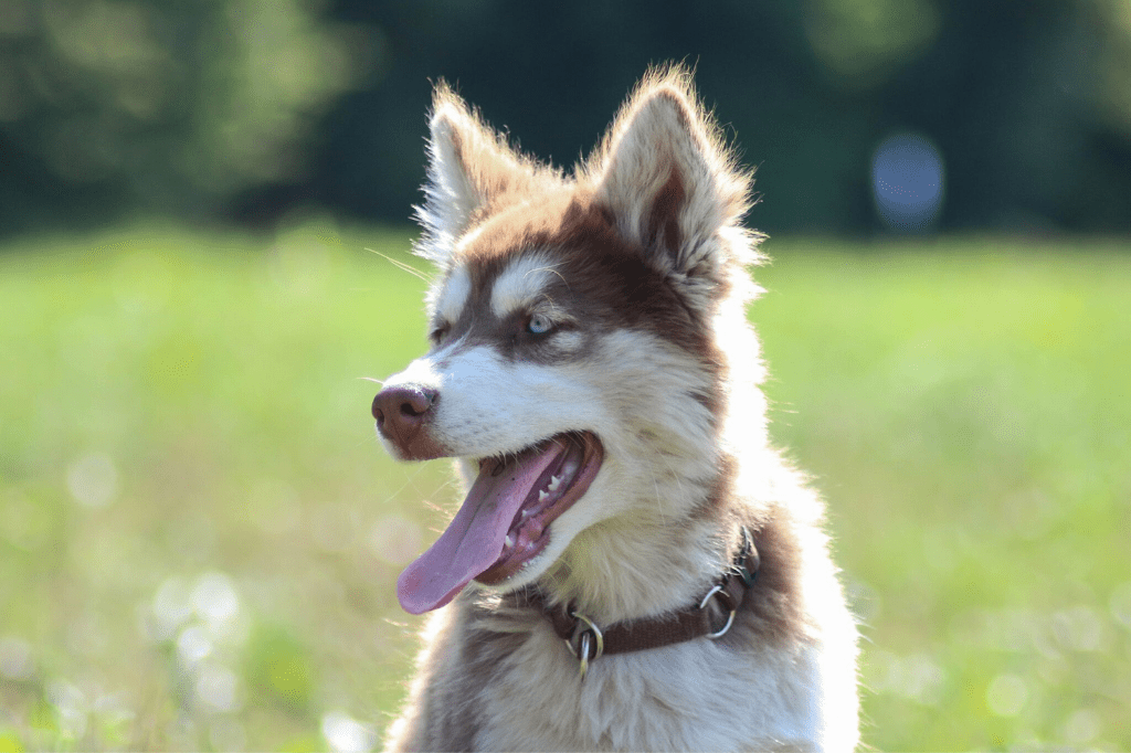 hnedý husky