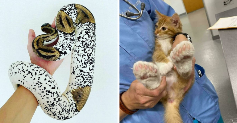 15 vzácnych genetických mutácií, ktoré boli spozorované na zvieratách