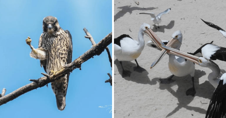 15 vtipných fotografií vtákov, ktoré sa vôbec nepodarili, ale nakoniec z nich vzišli skvelé zábery