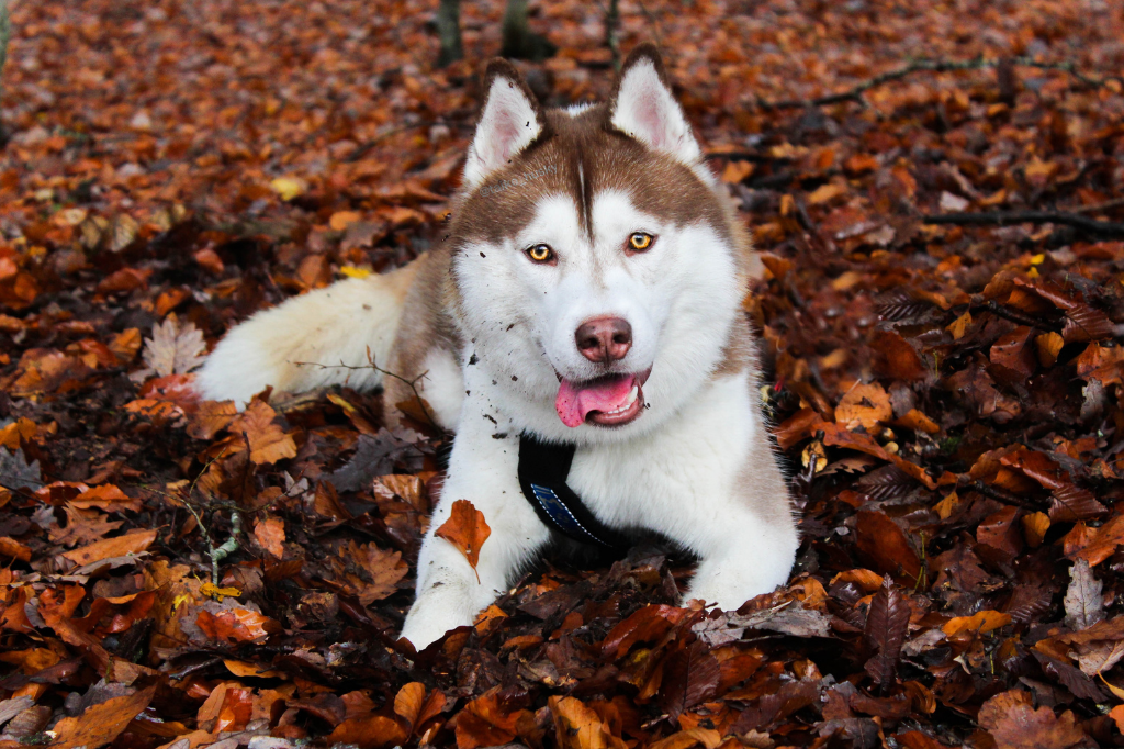 hnedooky husky