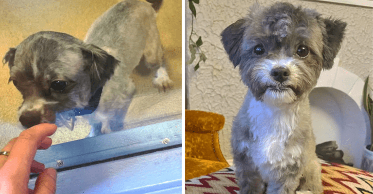 15 adoptovaných domácich miláčikov, ktorí dostali od života druhú šancu