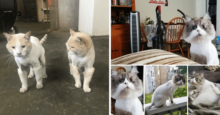 20 prípadov, kedy vzali ľudia svojich miláčikov k holičovi a po návrate neverili vlastným očiam
