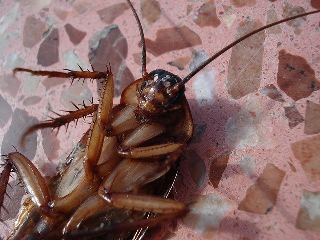 cockroach photo