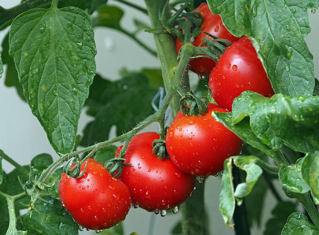tomatoes photo