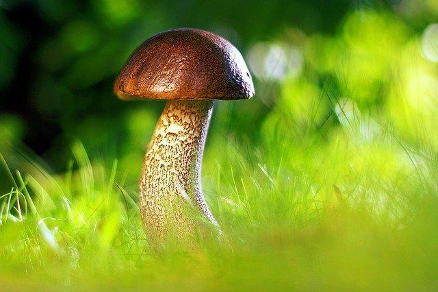 mushrooms photo
