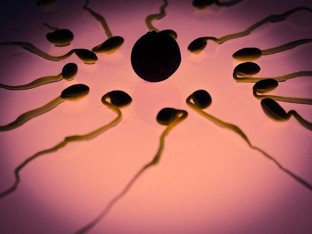 Photo by TBIT sperms photo