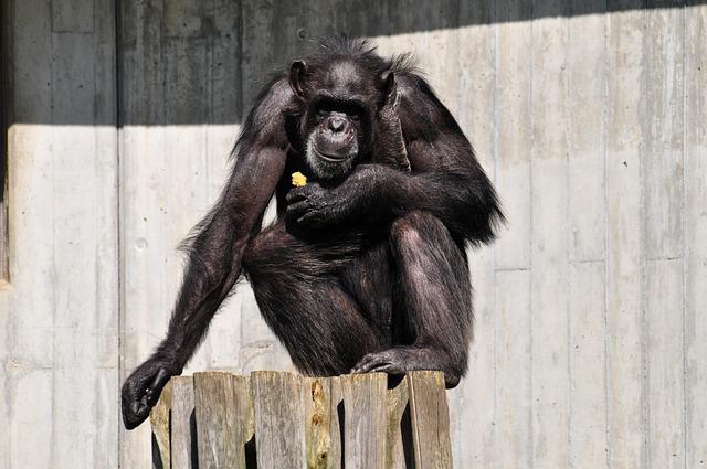chimpanz photo