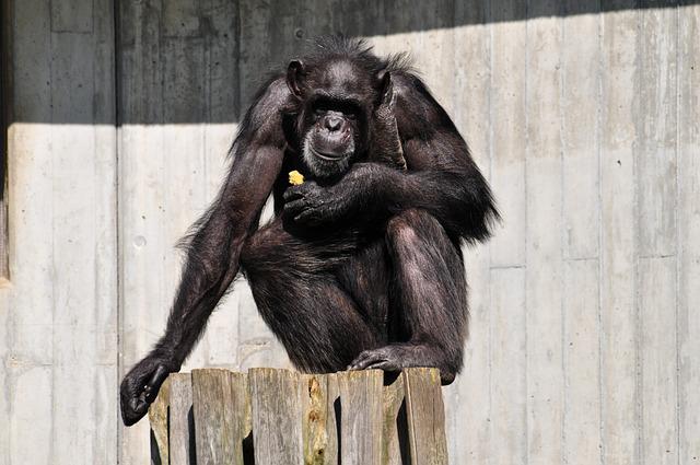 Photo by Fotobox_Petra0107 chimpanz photo
