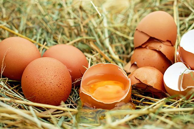 eggs photo