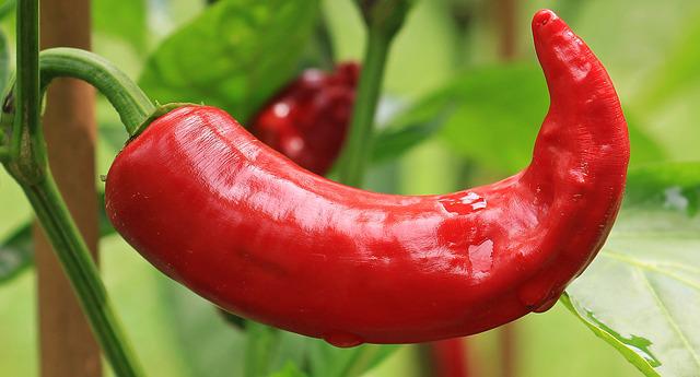 chilli photo