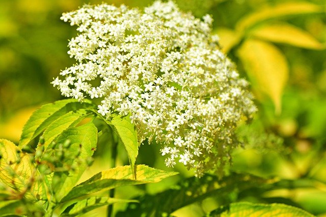 elderberry photo