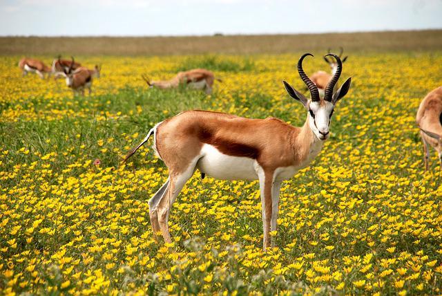 antilope photo