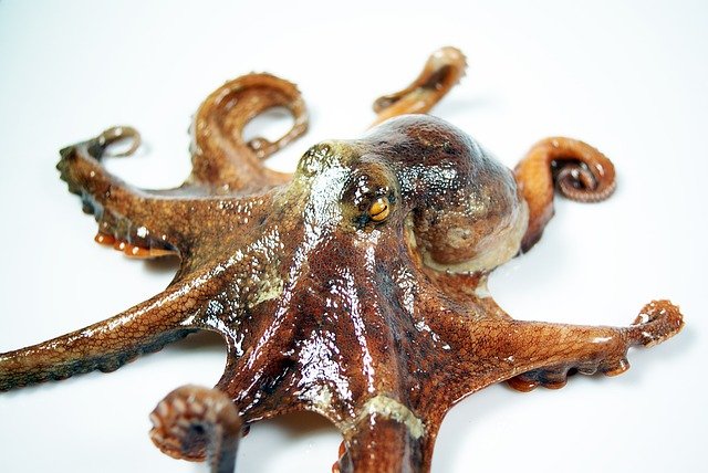 octopus photo