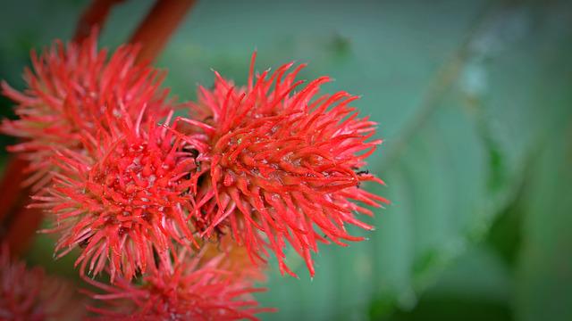 castor oil photo