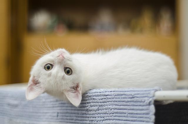 Photo by Pexels cat photo