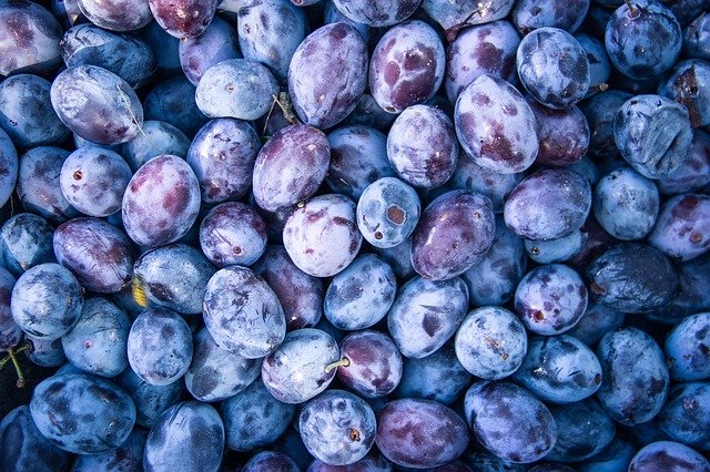 plums photo