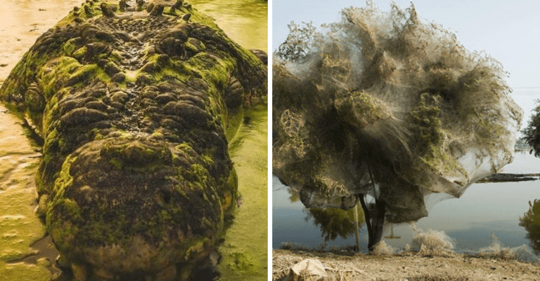 12 hrozivých fotografií zvierat, ktoré vám nedajú spávať