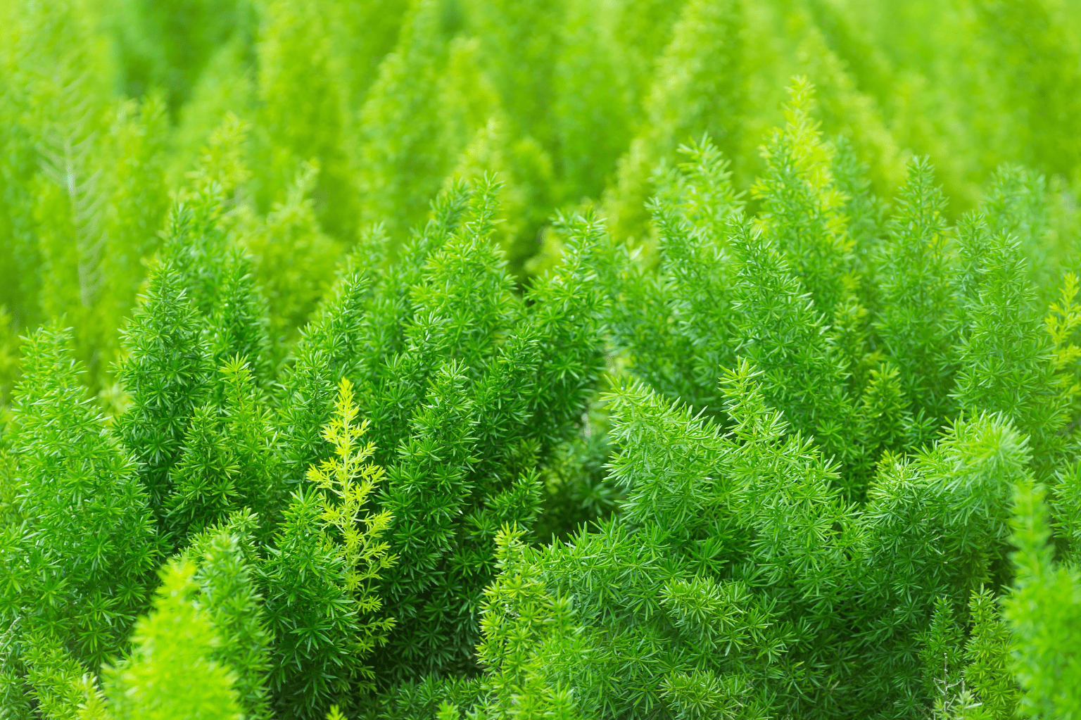 asparagus