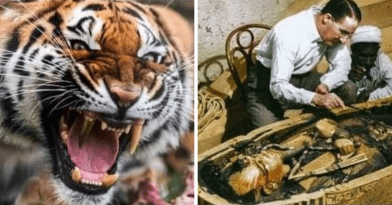 Zopár zaujímavosti ku káve, ktoré ti zaručene rozšíria obzory #1307: tiger, ktorý navštívil zubára a trapas kráľa Tutanchamóna