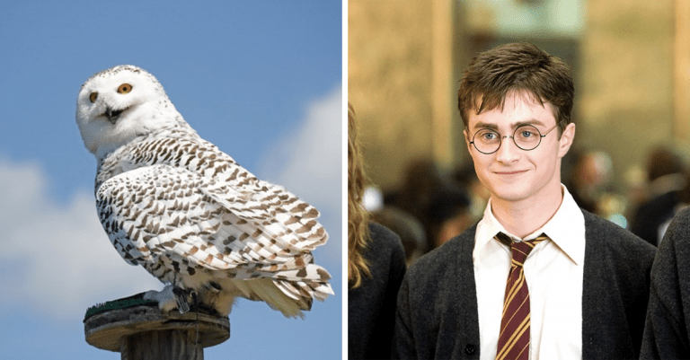 20 prekvapivých faktov o filme a hercoch Harryho Pottera