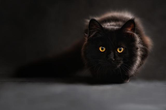 Photo by ClaudiaWollesen cat photo