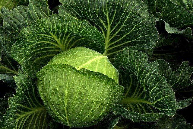 Photo by ulleo vegetable photo