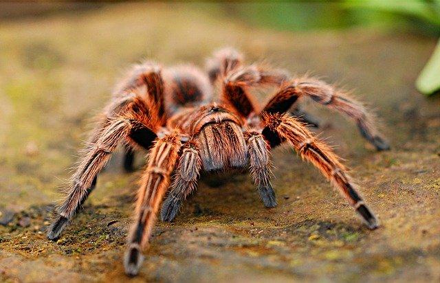Photo by Stelogic tarantula photo