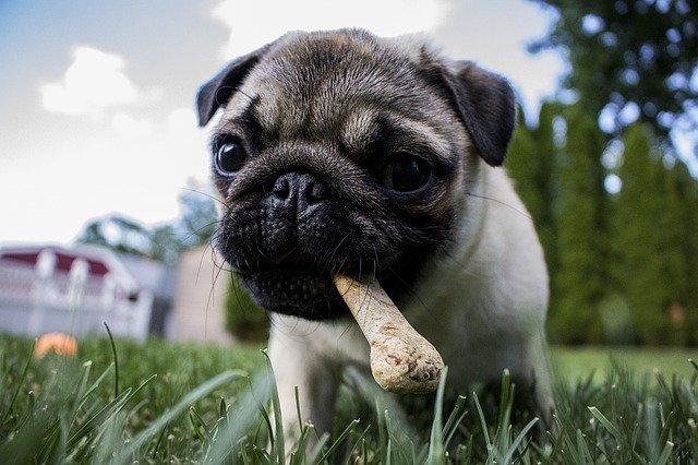 Photo by SNGPhotography chewing photo