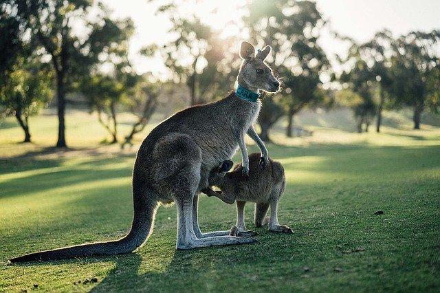 Photo by judithscharnowski kangaroo photo