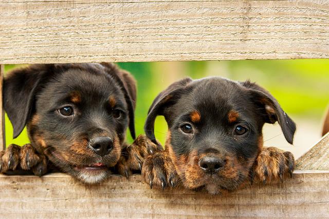 Photo by kim_hester pets photo