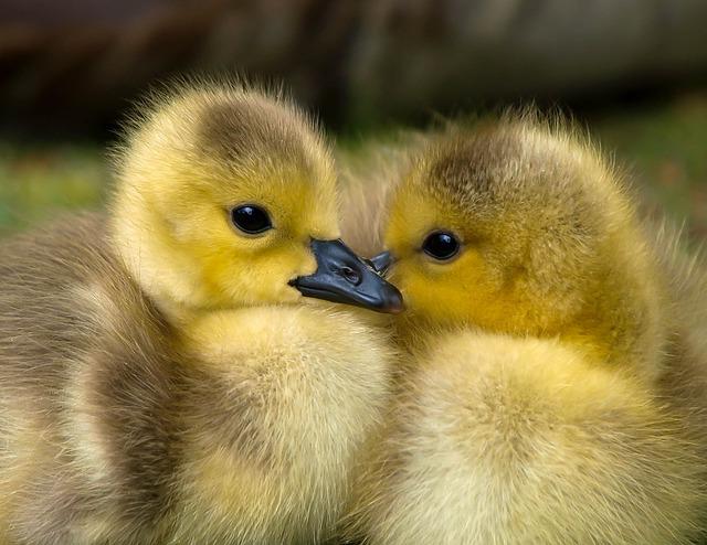 Photo by Pexels ducklings photo