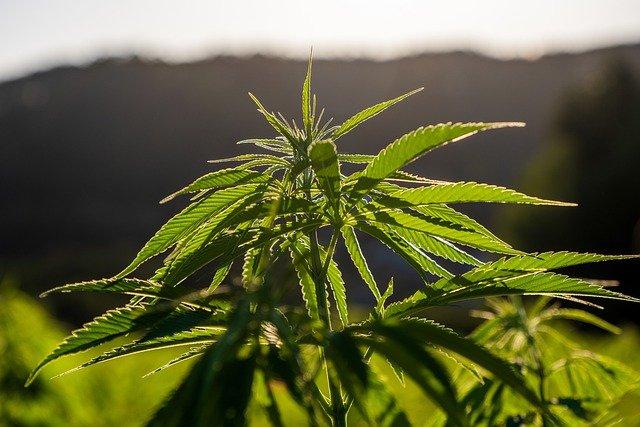 hemp photo