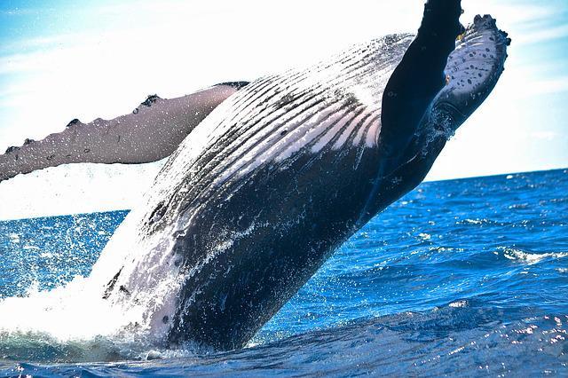 whale photo