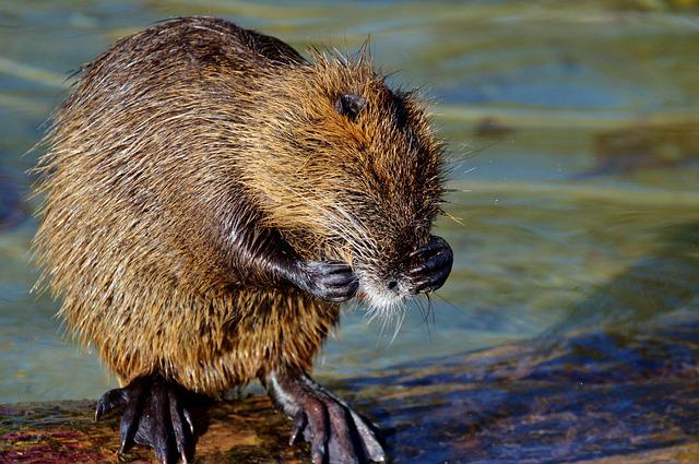 beaver photo