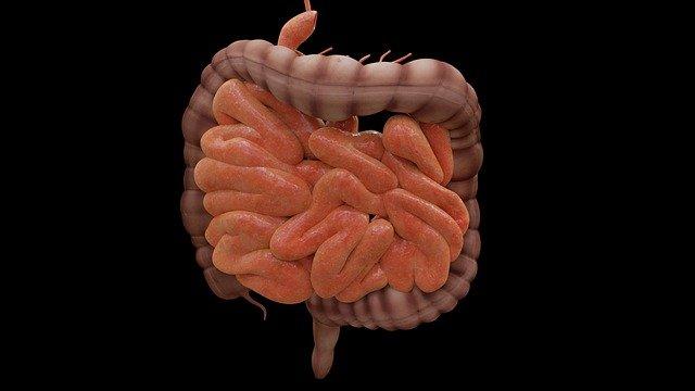 Photo by JimCoote intestine photo