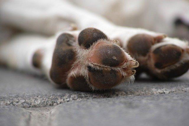 Photo by Engin_Akyurt dead animal photo