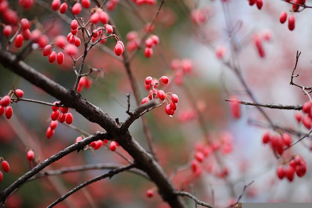 Photo by HeungSoon twig photo