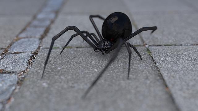 black widow photo