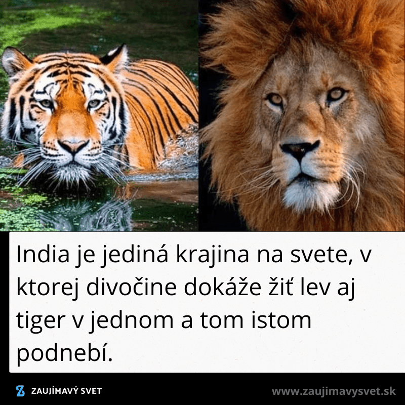 levy a tigre