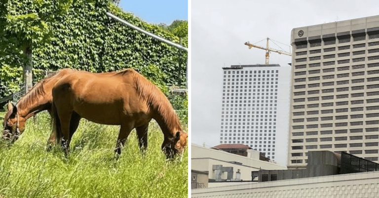 11 fotografií, ktoré poriadne otestujú váš zrak