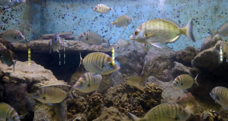 Aquarium Rovinj