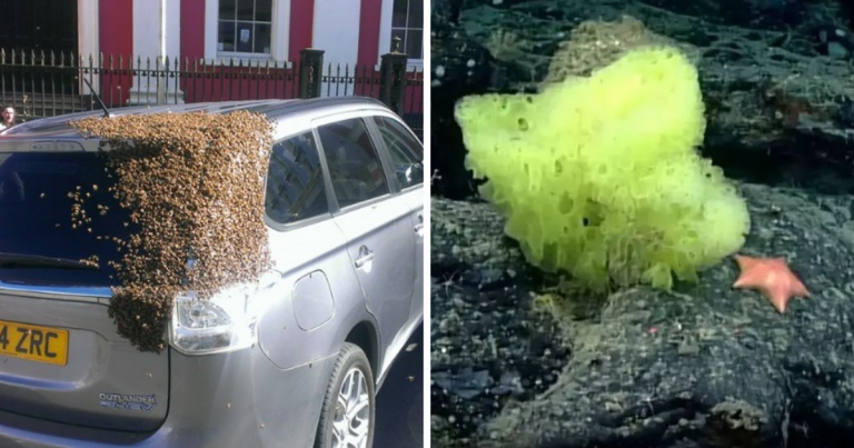 Zaujímavosti ku káve, ktoré ti zaručene rozšíria obzory #1335 – na aute dôchodkyne sa usadili včely a vedci objavili živého Sponge Boba