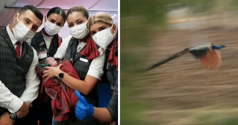 Zaujímavosti ku káve, ktoré ti zaručene rozšíria obzory #1342 – akú národnosť získa dieťa narodené v lietadle a lietať dokážu aj pávy