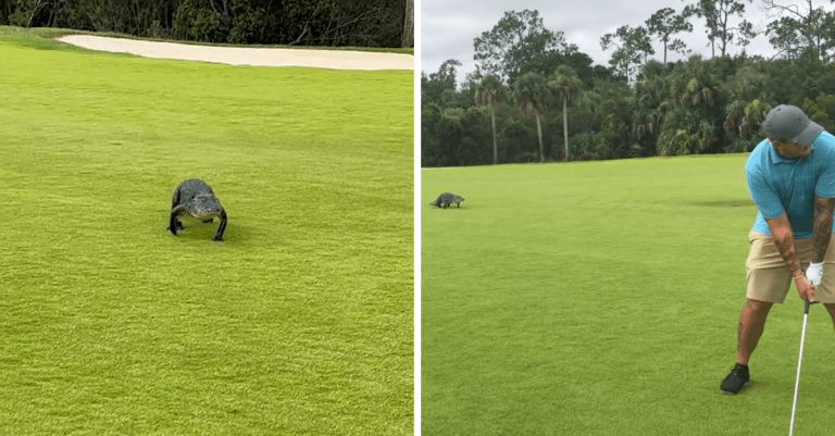 Pokojne hral golf, zatiaľ čo mu poza chrbát prechádzal aligátor