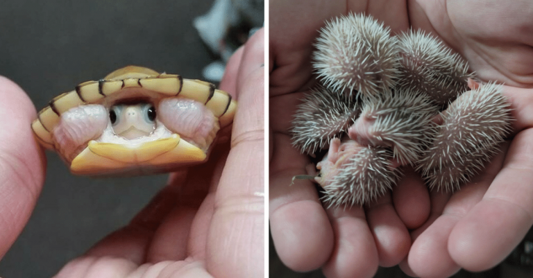 12 roztomilých mláďat, ktoré vám zlepšia deň