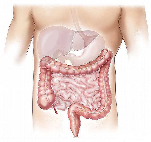 intestine photo
