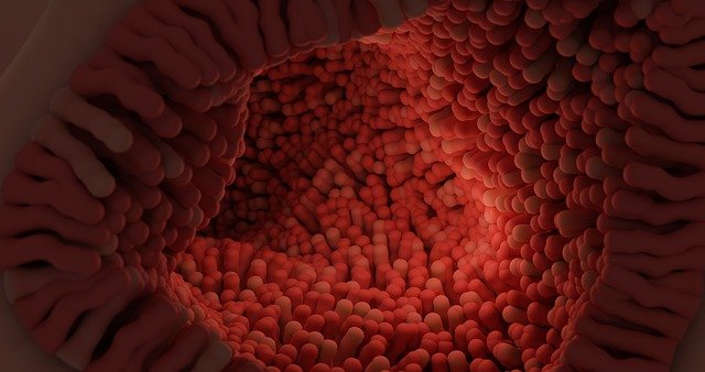 intestine photo