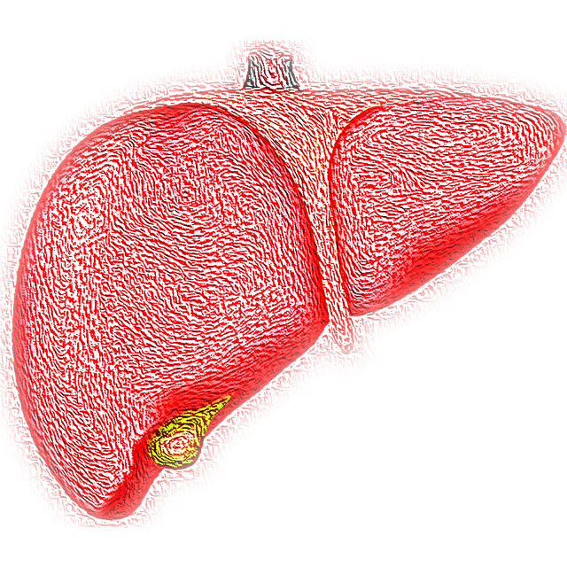 liver photo