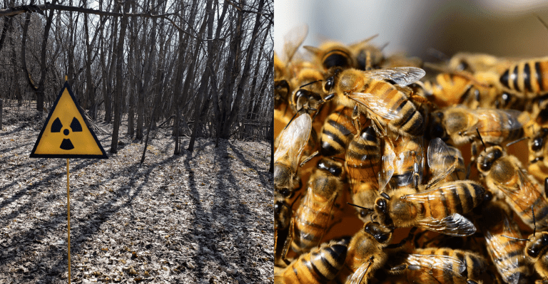 Kvíz na dnes: Viete aký les sa nachádza pri Černobyle alebo čím sa živia pandy?
