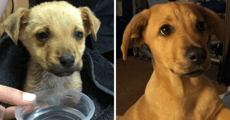 Dojemné fotografie pred a po adopcii psíkov, z ktorých sa vám roztopí srdce